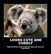 Drop Bears One Of Our Most Dangerous Animals Looks Like This Koala Only More Ferral And Real Sharp Claws Koala Bear Koala Funny Koala