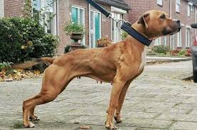 Advertise a pet for free. Xl Bully Puppies For Sale Ireland The Y Guide