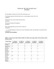 The second step of mitosis is metaphase, the chromosomes 5. The Cell Cycle And Cancer Worksheet Finished 1 Virtual Lab The Cell Cycle And Cancer Worksheet 1 In Which Phase Of Mitosis Do Each Of The Following Course Hero