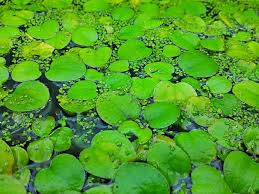 Image result for Limnobium laevigatum