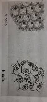 When a cell is placed in a hypotonic solution, a. 1 Identify A And B Cells 2 What Will Happen If B Cells Are Kept In Hypotonic Solution 3 What Will Brainly In