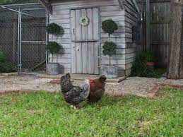 Purchase a suitable chicken coop for your flock. 10 Ways To Build A Better Chicken Coop This Old House