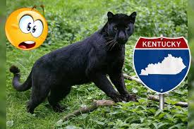 Image result for Panther Black 2002 Puma