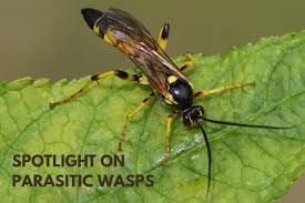 Image result for Alectra parasitica