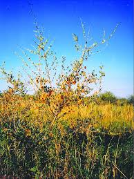 Image result for Combretum hereroense