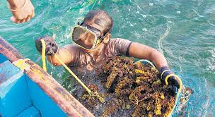 Seaweed Farmers