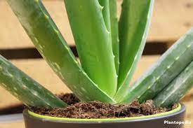 Votre meilleur choix est de mélanger à parts égales du sable. Aloe Vera Plante Conseils De Arrossage Rempotage Et Entretien Plantopedia