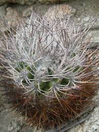 Image result for Eriosema pauciflorum