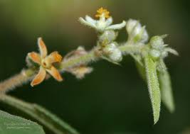 Image result for Grewia holstii