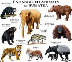 The following are 11 indonesian endangered animals. Critically Endangered Animals Of Simplebooklet Com
