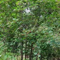 Image result for Amelanchier ovalis