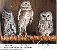 Which is the best definition of the tytonidae? Owls Strigidae Barn Owls Tytonidae Beauty Of Birds