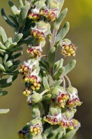 Image result for Eriocephalus racemosus