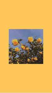 Aesthetic A F Wallpapers You Need Sunflower Wallpaper Aesthetic Iphone Wallpaper Colorful Wallpaper