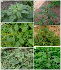 Image result for Amaranthus viridis