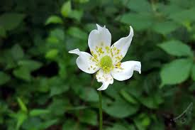 Image result for Aneilema johnstonii