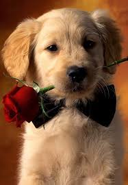 Download wallpaper 800x1420 dog, space, flight, sky, bone, suit iphone se/5s/5c/5 for parallax hd background. Romantic Dog Red Rose Wallpaper Iphone 2021 3d Iphone Wallpaper