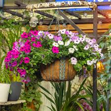 Image result for foto surfínie