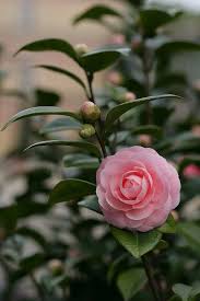 Camellia Beautiful Pink Flowers Pretty Flowers Camellia Flower