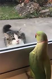 Bird Videos For Cats To Watch Online Funny Video Of Parrot Playing Peek A Boo With The Neighbors Cat Birds Funnystuff Cats Parrot Peekaboo Funny Parrots Cute Funny Animals Cute Baby Animals
