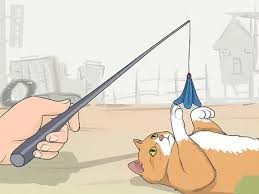 I would don my down coat and go outside to be near her as she ate. How To Tame A Feral Cat 14 Steps With Pictures Wikihow