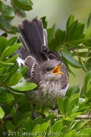 Backyard Birds Of East Texas Mockingbird State Bird Of Texas Beautiful Birds Pretty Birds Backyard Birds