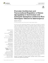 Jikamaru woke up in a cold sweat. Pdf Promoter Architecture And Transcriptional Regulation Of Genes Upregulated In Germination And Coleoptile Elongation Of Diverse Rice Genotypes Tolerant To Submergence