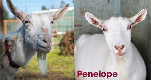 The Hard Realities Of Rescue New Moon Farm