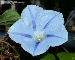 Image result for Ipomoea violacea