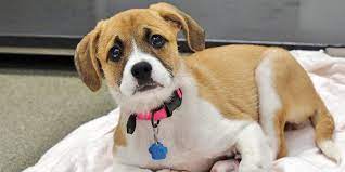 Learn more about pawsafe in ellington, ct, and search the available pets they have up for adoption on petfinder. Are You Ready To Adopt Connecticut Humane Society