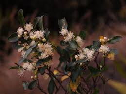 Image result for Aphloia theiformis