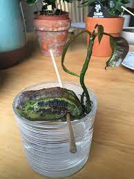 Check spelling or type a new query. Mango Seedling Has Stem And Leaves But No Root Gardening Landscaping Stack Exchange