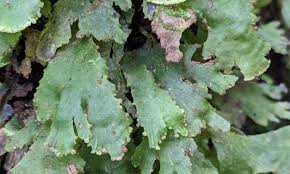 Image result for Didymoglossum