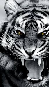 Angry Tiger Imagem De Tigre Tatuagem De Tigre Branco Tatuagem De Animais