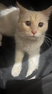 Lost Tortoise!! 8/8 My tortoise dug out of his enclosure while I was at  work. Please if you find him, message or text me 925-848-6513 (CA number,  we just moved here in