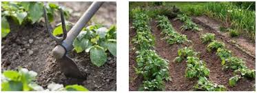 Culture de la pomme de terre : Planter Des Pommes De Terre Ou Quand Et Comment Les Planter