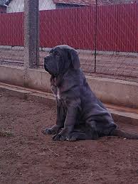 Hide this posting restore restore this posting. Dogs For Sale In Indiana Craigslist