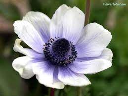 Anemone Flowers Bing Imagenes White Anemone Flower Anemone Flower Anemone