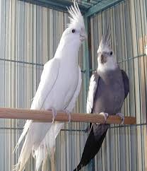 Live Birds Manufacturer In Alappuzha Kerala India By Water Dynamics Id 2779092