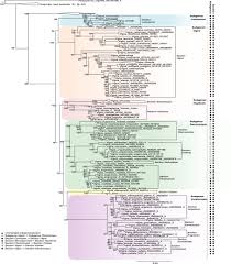 Image result for Vigna comosa