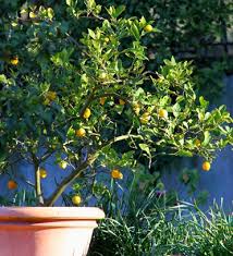 Comment Faire Pousser Un Citronnier A Partir D Une Graine Faire Pousser Un Citronnier Arbre Fruitier Arbres En Pots