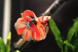 Amazing Live Male Nemo Multicolored Halfmoon Betta Siamese Fighting Fish