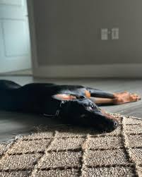 Von Disarrop Koa 4.25.21 💕 Morning time with Von Disaropp Koa 32 weeks  old! Super excited about her breeding later this year with Black Novak Croy  Del Nasi (Ali) Daron Stewart Gerardo