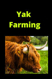 Yak Farming In 2020 Chickens Backyard Farm Homestead Chickens