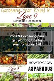 What does it mean to plant in zone 9b? Zone 9 Gardening Is A Year Round Project In This Zone 9 Planting Guide Learn How To Grow Fruits And Vegetabl In 2020 Zone 9 Gardening Growing Fruit Growing Vegetables