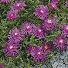 Image result for Delosperma spp.