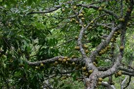 Image result for Ficus sansibarica