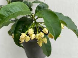 Image result for hoya multiflora