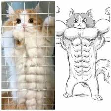 Nekopoi Com