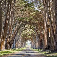 From Fern Canyons They Used In Jurassic Park Ii To Waterfalls That Go Direc Beautiful Places In California California Travel Road Trips Places In California